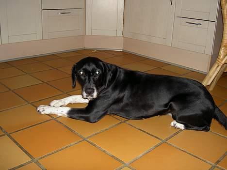 Blanding af racer R.I.P. Molly R.I.P. - 6) Molly inde i køkkenet.. billede 6
