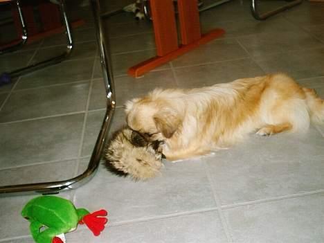 Tibetansk spaniel kira billede 9