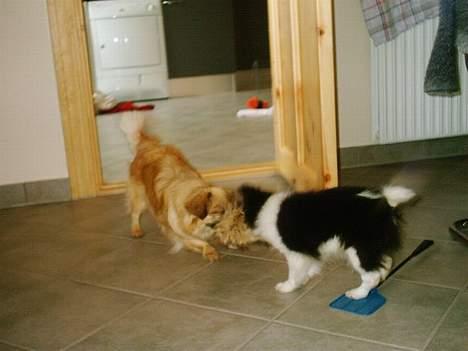 Tibetansk spaniel kira - det er min ! billede 10