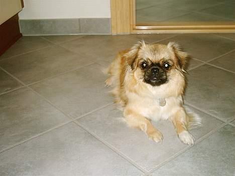 Tibetansk spaniel kira - så er det fangeleg billede 11