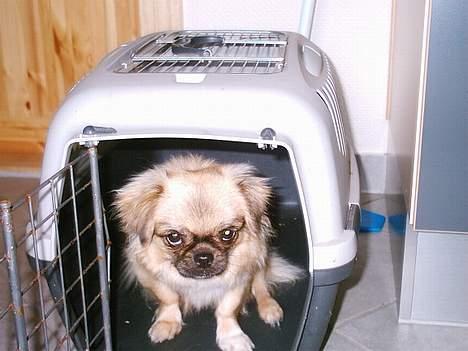 Tibetansk spaniel kira billede 12