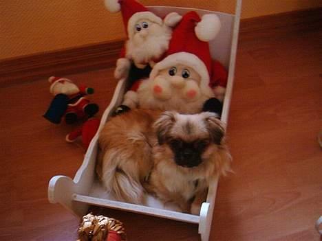 Tibetansk spaniel kira billede 13