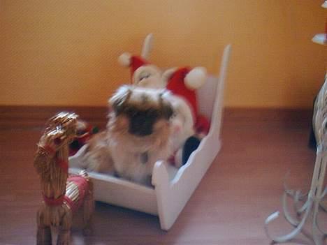 Tibetansk spaniel kira billede 14