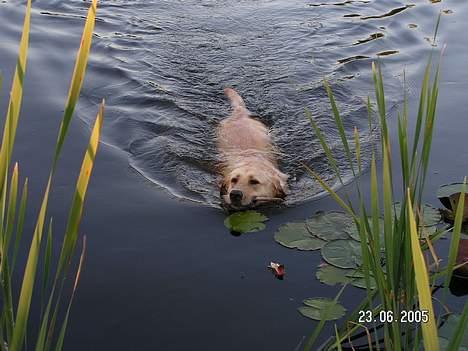 Labrador retriever Bølle - Bølle ELSKER bare at bade. Han er så søød :)  billede 1