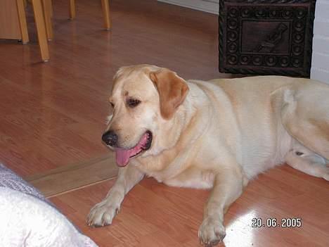 Labrador retriever Bølle - "Bare vent jeg kommer og snupper dig når jeg kommer op, men først skal jeg lige have en lur" billede 2