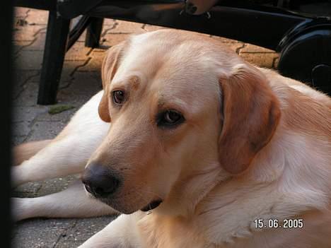 Labrador retriever Bølle - "Jeg har ikke gjordt noget jeg ikke skulle have gjordt :b"  Uskyldige Bølle <3 billede 3