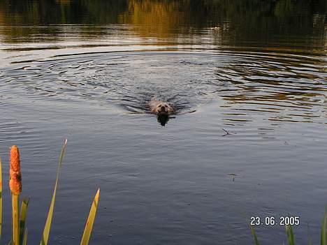 Labrador retriever Bølle - "PAAS PÅ HER KOMMER JEG I FULDE FART" billede 4
