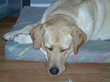 Labrador retriever Bølle - Arh, Jeg napper lige en morfar ;b billede 5