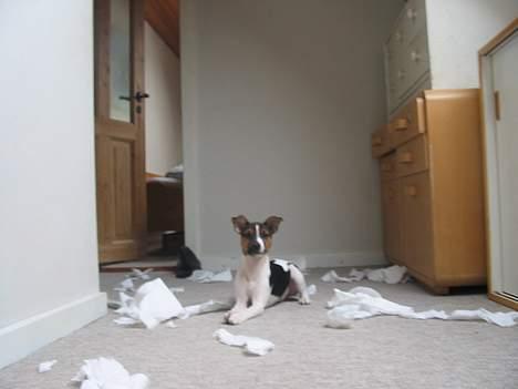 Jack russell terrier eddie - se jeg har banke wc papir billede 7