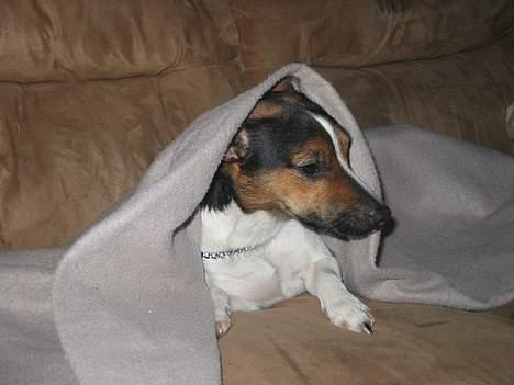 Jack russell terrier eddie - han gik sel der in og han vil altid sove under dynen vis han kan komme til det billede 8