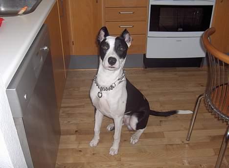 Blanding af racer Zack himmelhund <3 - Er jeg ikk flot! billede 5