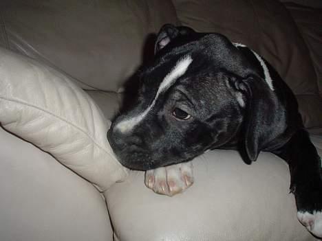 Staffordshire bull terrier Oskar billede 4