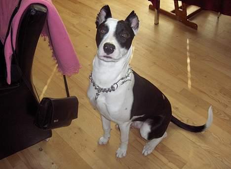 Blanding af racer Zack himmelhund <3 billede 9