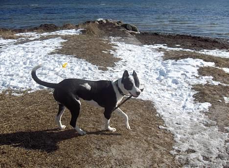 Blanding af racer Zack himmelhund <3 - Det er MIN stol! billede 10