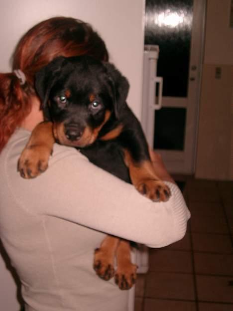 Rottweiler Nico - Min første dag hjemme!!! billede 2