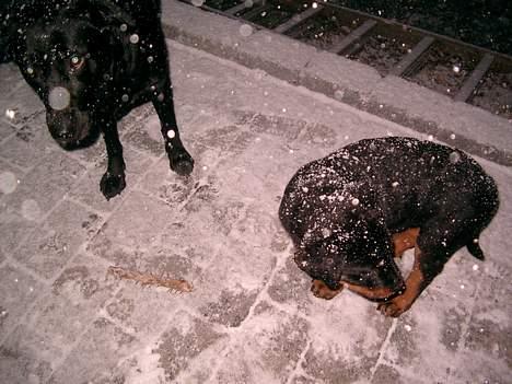 Rottweiler Nico - Hov hvad er dog det??? billede 3