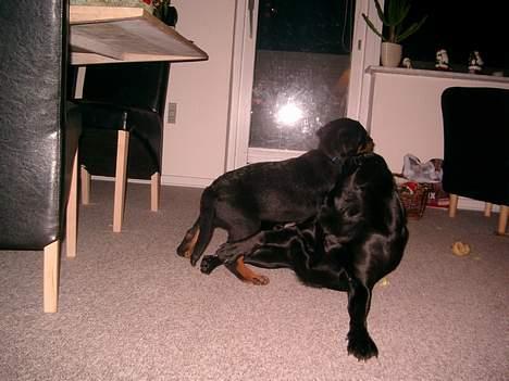 Rottweiler Nico - Jeg ELSKER at lege med Chang billede 4