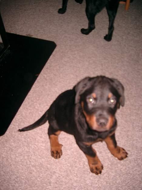 Rottweiler Nico - Hey fik du mig med??? billede 5