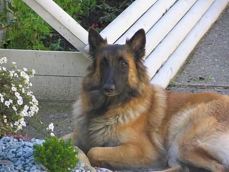 Tervueren Femke billede 1