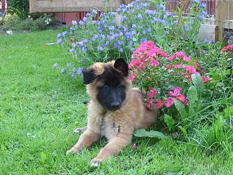 Tervueren Femke - Se jeg er en lille sød blomster hund billede 2