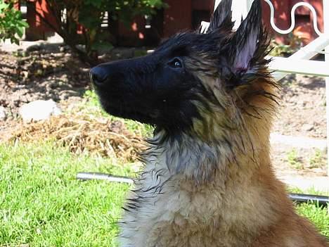 Tervueren Femke - Efter en gang vand, er der ikke noget bedre, end at sidde og nyde solen billede 3