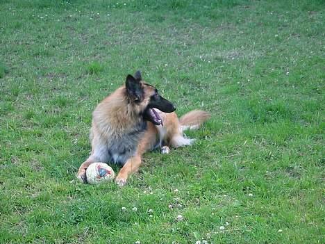 Tervueren Femke - Hallo ... er der nogen der "tør" spille bold ?? billede 4