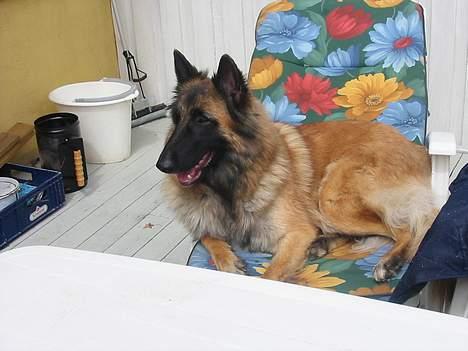 Tervueren Femke - Så kan I godt komme med min middagsmad ... jeg er sulten billede 5