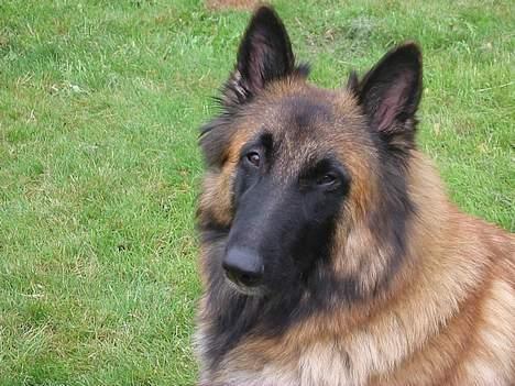 Tervueren Femke - Ikke forstyrre mig ... jeg holder jo vagt i haven billede 6