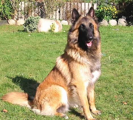 Tervueren Femke - Ja ja ... sit ... og er vi så færdig ... jeg har en aftale med Aron og Gaya billede 7