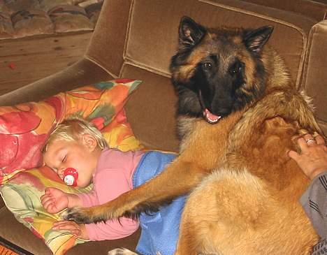 Tervueren Femke - Bar rolig mor, jeg ved godt hvordan jeg skal passe Josifine billede 9