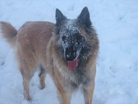 Tervueren Femke - Jubiiii så kom der endelig sne  billede 10