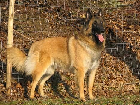 Tervueren Femke - Ja, der er altid noget at lave for en Tervueren ... lige nu skal jeg holde sammen på flokken billede 11