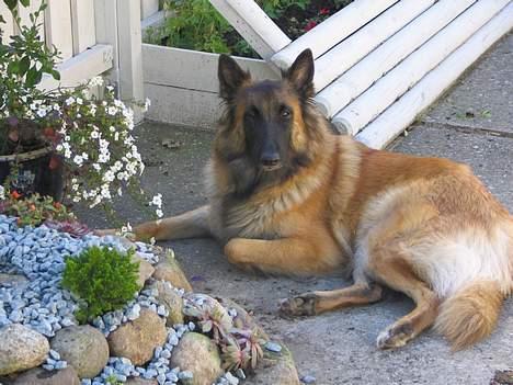 Tervueren Femke - Her er mit eget lille private sted ... mine blomster og mit vand ... kan jeg forlange mere ?? billede 12