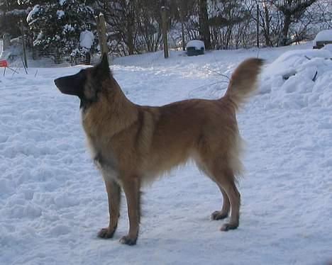 Tervueren Femke - Uhmmm sikke en dejlig frisk morgen ... rigtig dejlig koldt .... mon jeg kan snuse mig frem til far og mor ?? billede 13