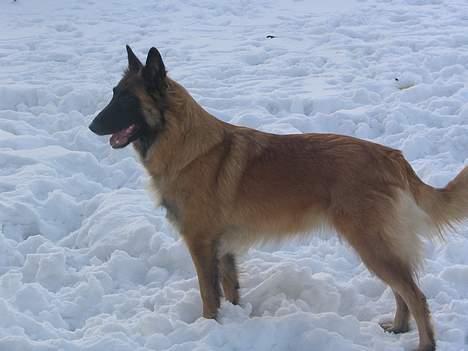 Tervueren Femke - Nå de er nok gået ind ... det er sikkert for koldt for dem .. så leger jeg bare selv. billede 14