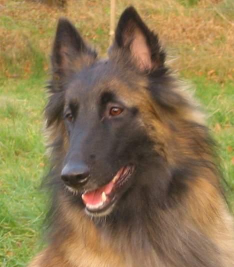 Tervueren Gaya - Hej alle sammen .. jeg hedder Gaya billede 1