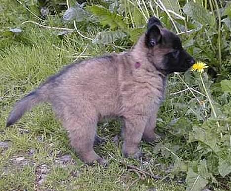 Tervueren Gaya - Neeejjjj ... hvor er den lille blomst sød .....  billede 2