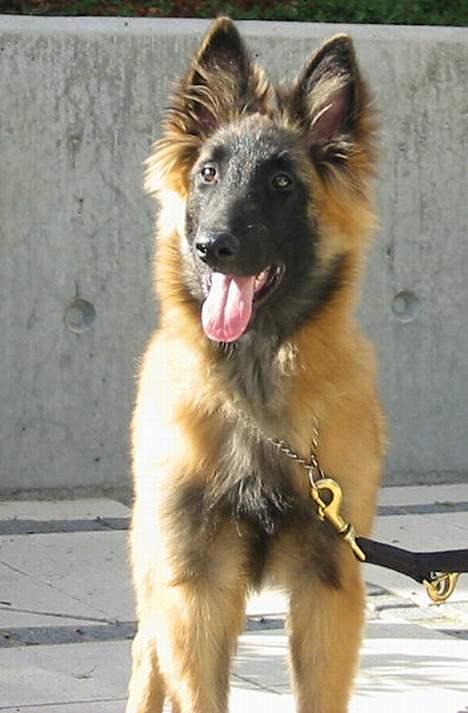 Tervueren Gaya - Hov ... hvem er det der kigger på mig ????? billede 4