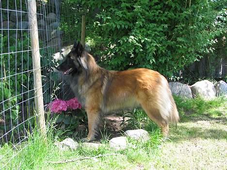 Tervueren Gaya - Øvv der er et hegn .... haven er da ellers stor nok ..... kunne være sjovt at komme på den anden side  billede 5