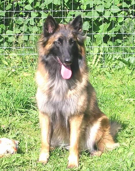 Tervueren Gaya - Nå, kan da bare sidde her og vente på at der kommer en der vil lege billede 6