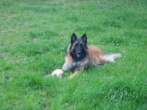 Tervueren Gaya - Hallooooo ... skal vi spille bold ???? billede 7