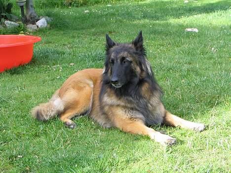 Tervueren Gaya - Hmmm .. ingen der gider lege i den her varme ... så kan jeg da ligge her og "blomstre" billede 8