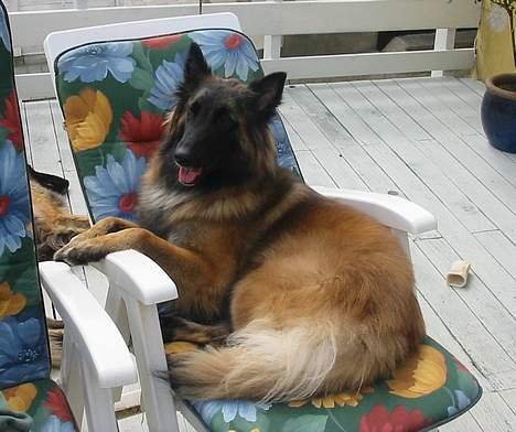 Tervueren Gaya - Jeg ligger nu bedre her ... og så kommer maden vel snart  billede 9