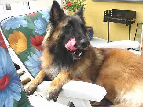 Tervueren Gaya - Ja se se ... nu kommer maden  billede 10