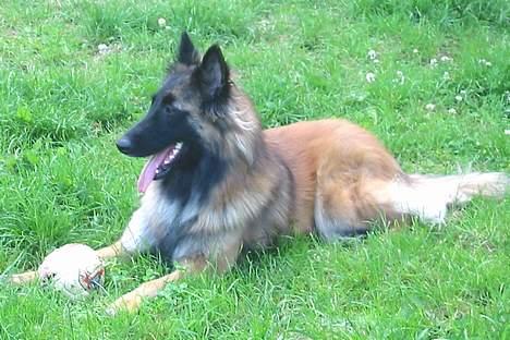 Tervueren Gaya - Så prøver vi om der er nogen der kan lokkes til at spille bold igen igen billede 11