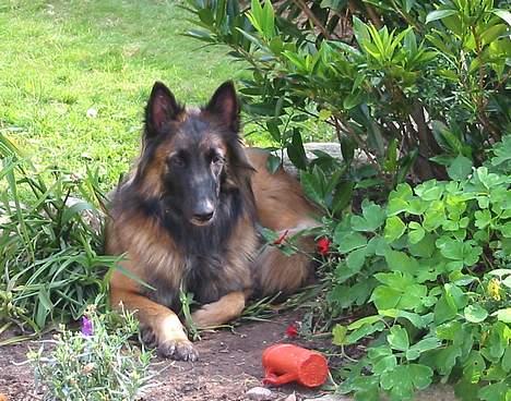 Tervueren Gaya - Nå det er slligevel også for varmt til at lege, så jeg vil bare ligge her i skyggen billede 12