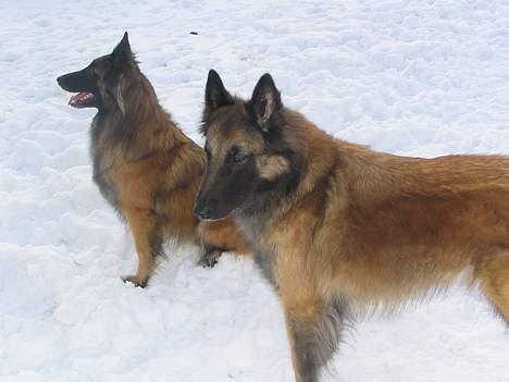 Tervueren Gaya - Se Aron ... det hele er hvidt ..... er det ikke dejligt billede 13