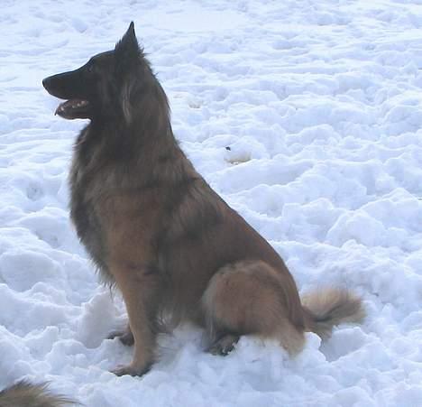 Tervueren Gaya - Så hvidt, så smuk .... og uha ... så koldt far bagdelen billede 14