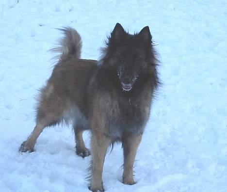 Tervueren Gaya - Halløjsa ... hvem er du  ???? .... er det mig du kigger på ???? ha ha .. jeg leger bare jeg er min far Didder billede 15