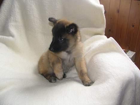 Tervueren Dream-Ami Akela - Hmmm ... Er I snart færdig med at tage billeder ...  billede 2